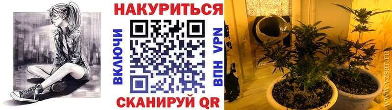 Конопля планчик Балей